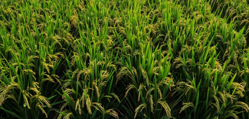 Rice fields