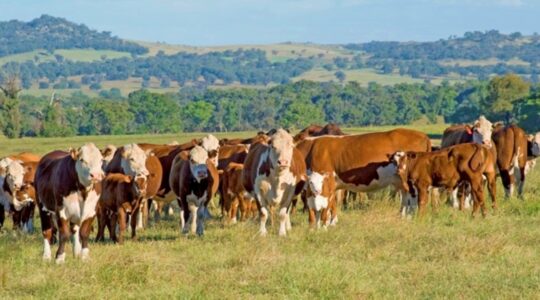 Aussie farmers help feed AI model for pasture biomass