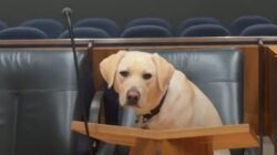 Court Dog Leo. | Newsreel