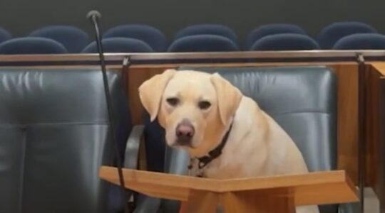 This special dog has his day in court, every day