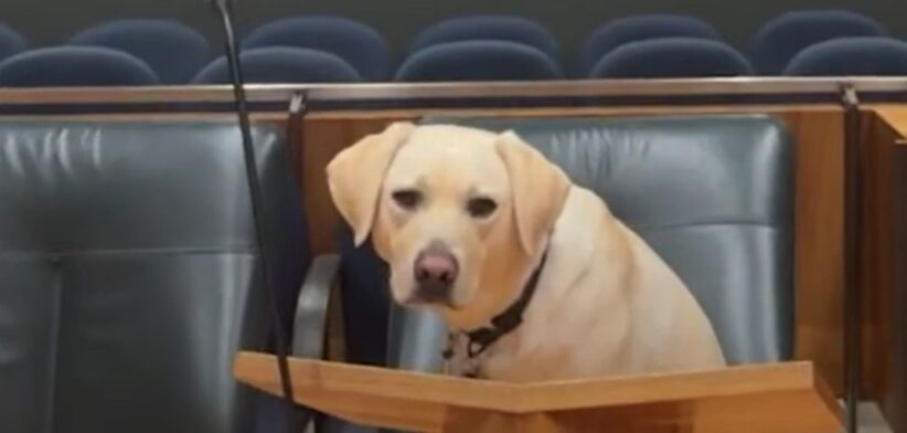 Court Dog Leo. | Newsreel