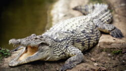 Crocodile