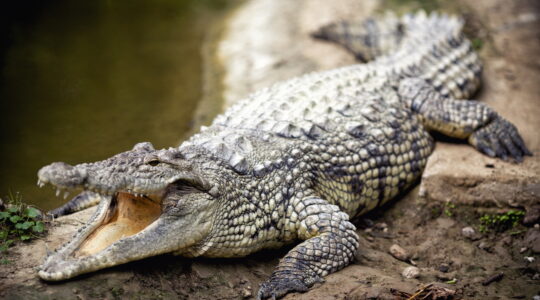 Crocs under the microscope at Qld Museum