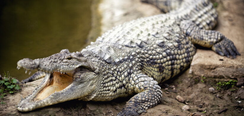 Crocodile