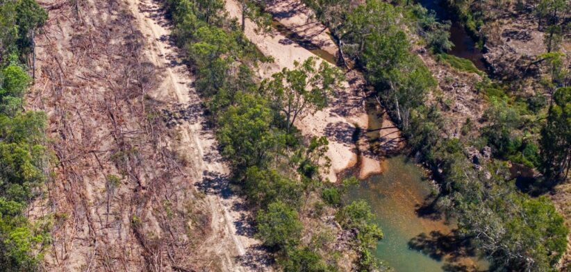 Deforestation. | Newsreel