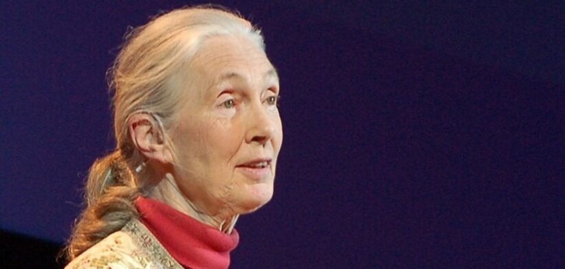 Jane Goodall. | Newsreel