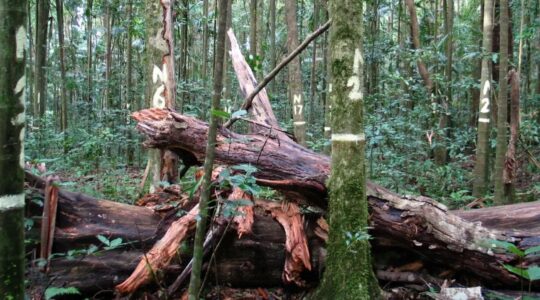Australia’s carbon sinks leaking emissions