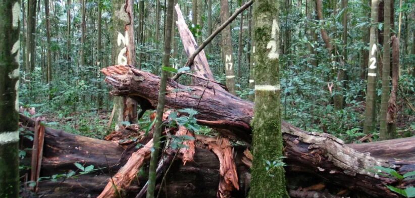 Woody biomass in rainforest. | Newsreel