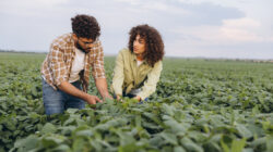 Interracial team of agronomists examining crops in soybean field