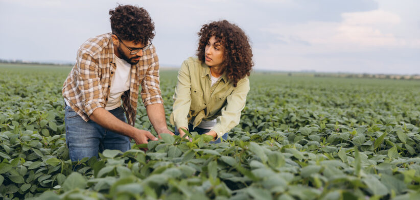 Interracial team of agronomists examining crops in soybean field