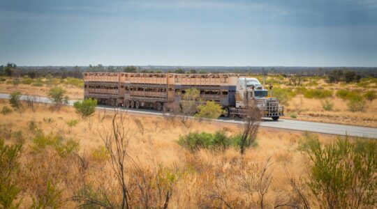 $500m upgrade for Queensland cattle routes