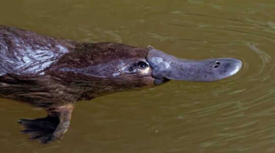 Platypus stock image – small