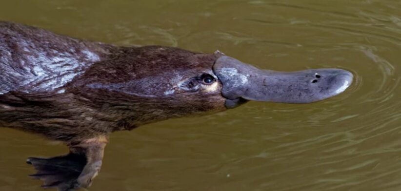 Platypus stock image – small