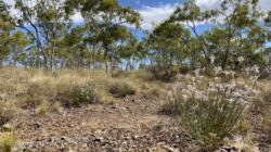 The Ptilotus senarius (Amaranthaceae) plant - Newsreel