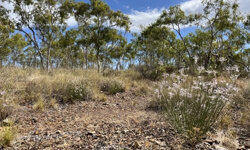‘Extinct’ plant rediscovered after 58 years