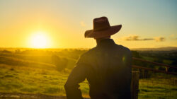 Australian farmer examining wheat in field at sunset