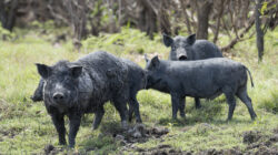 Feral pigs in the Australian bush