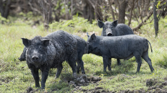 Feral pigs in the Australian bush