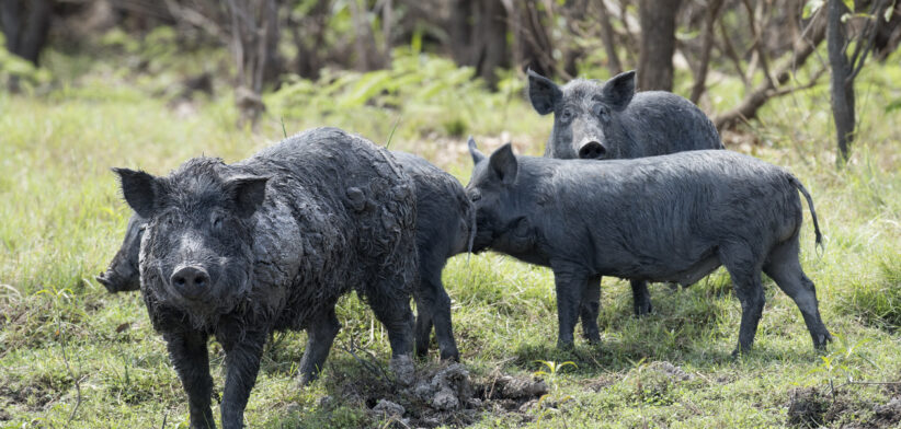 Feral pigs in the Australian bush