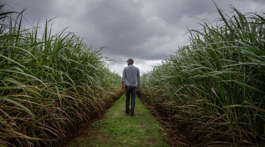 Rear view of a farmer checking the quality of his sugar cane plantation