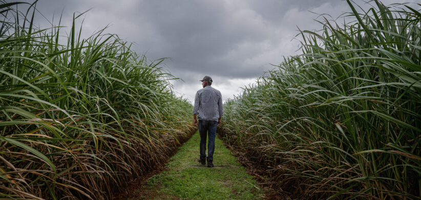Rear view of a farmer checking the quality of his sugar cane plantation