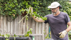 Man gardening with mulcher