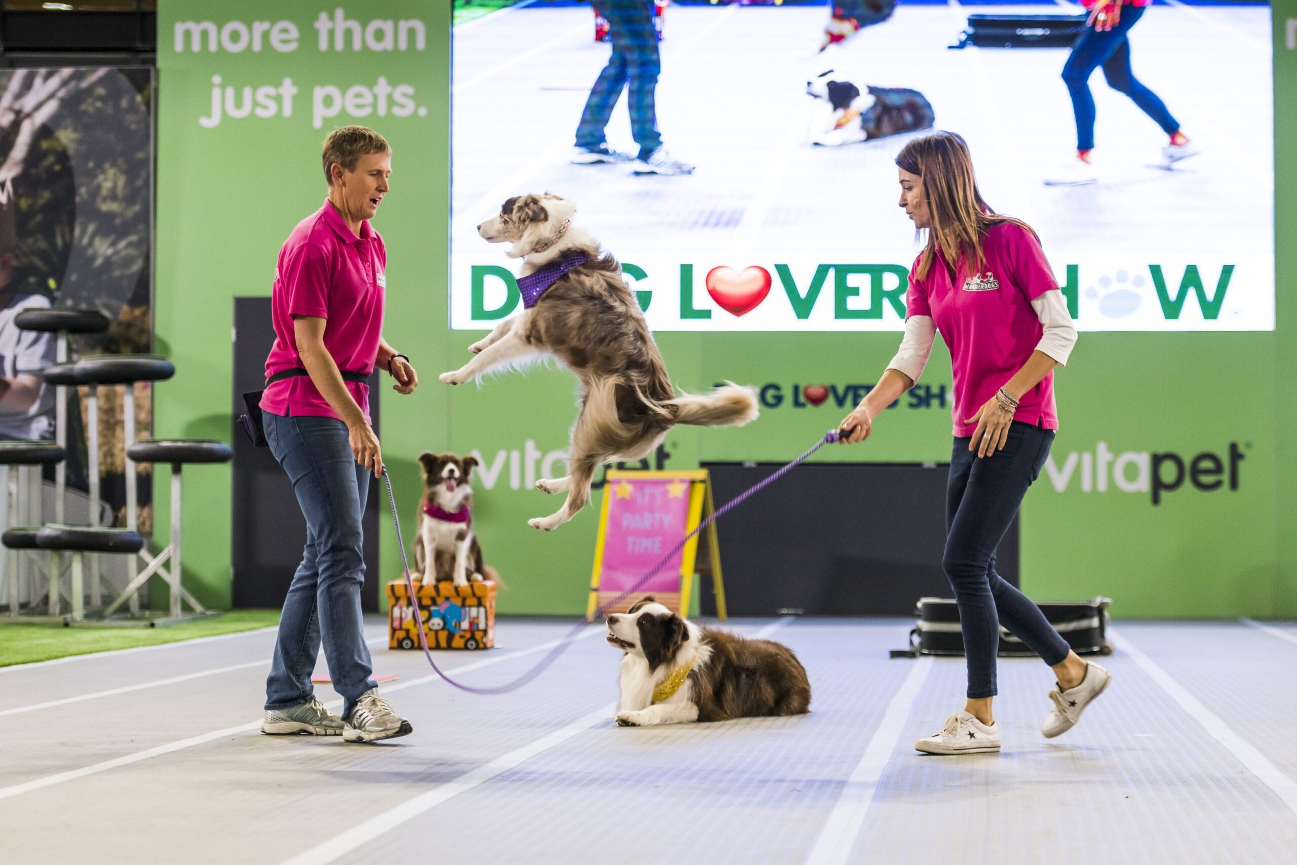 Dog Lovers Festival - Newsreel