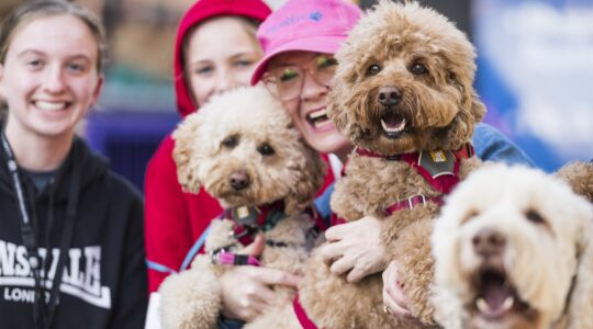 Find your “Mini-me” at the Brisbane Dog Lovers Festival