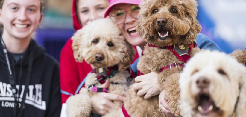 Dog Lovers Festival - Newsreel
