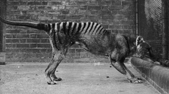 Rock art casts new light on mysterious Tasmania tiger