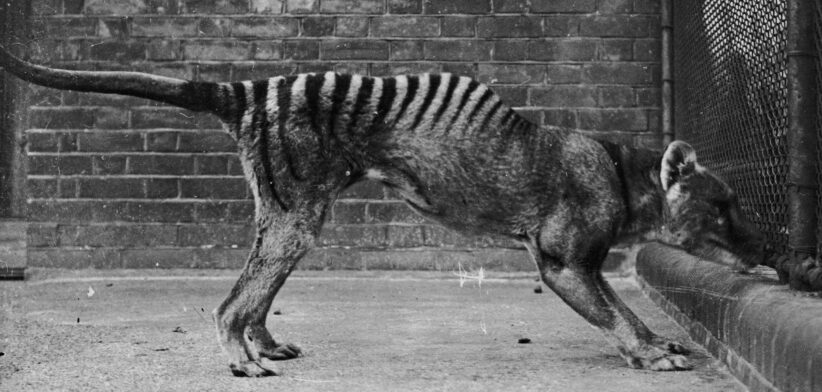 Tasmanian Tiger