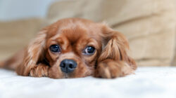 Cute puppy of cavalier spaniel