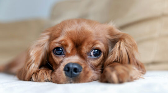 Owners facing ‘puppy remorse’ as reality sets in