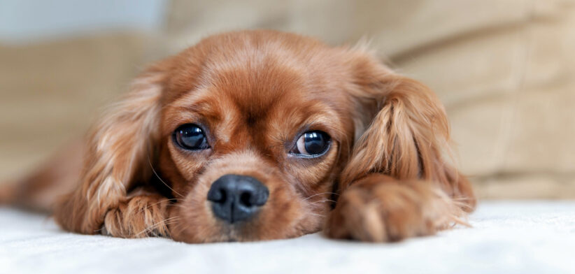 Cute puppy of cavalier spaniel