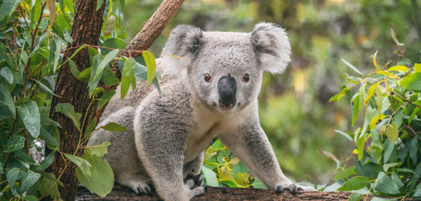 Koala on eucalyptus tree outdoor in Australia