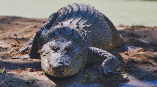 Croc-detection gizmo unleashed in northern Queensland