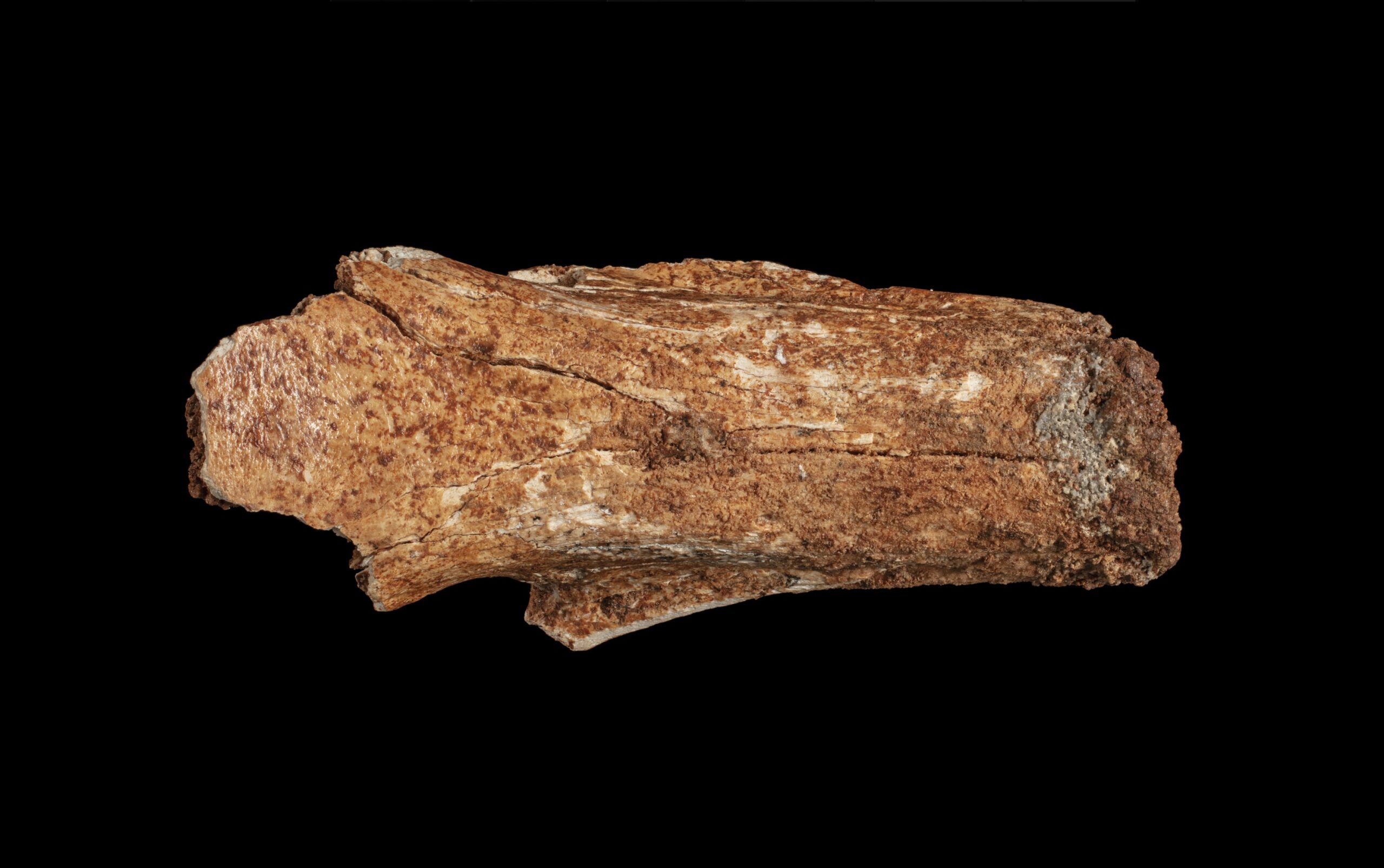 Megalibgwilia owenii - dorsal, Foul Air Cave, Buchan (NMV P256921) Source - . (1)