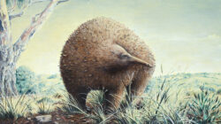 Megalibgwilia. Credit_ Chris Edser