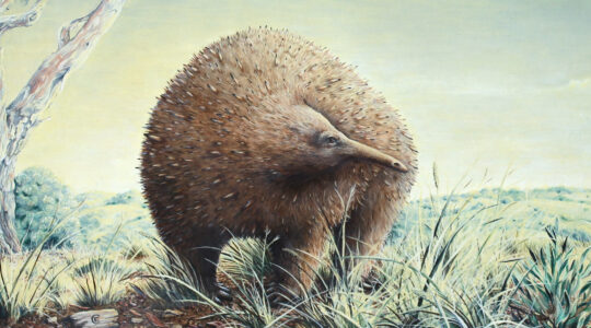 Child-sized echidnas roamed south-east Australia