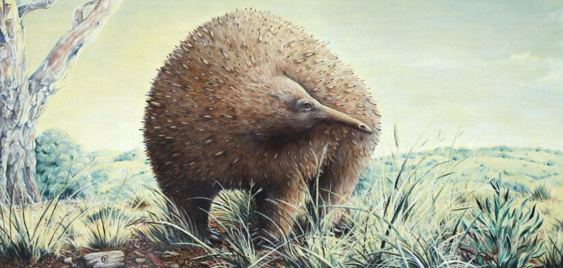 Megalibgwilia. Credit_ Chris Edser