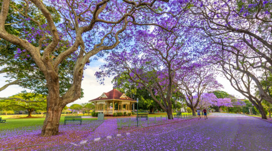 New Farm Park Jacarandas – Copy