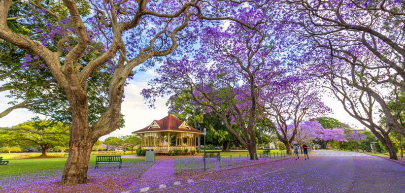 New Farm Park Jacarandas – Copy