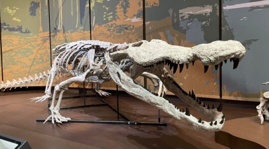 Bus-sized crocodile once feasted on dinosaurs