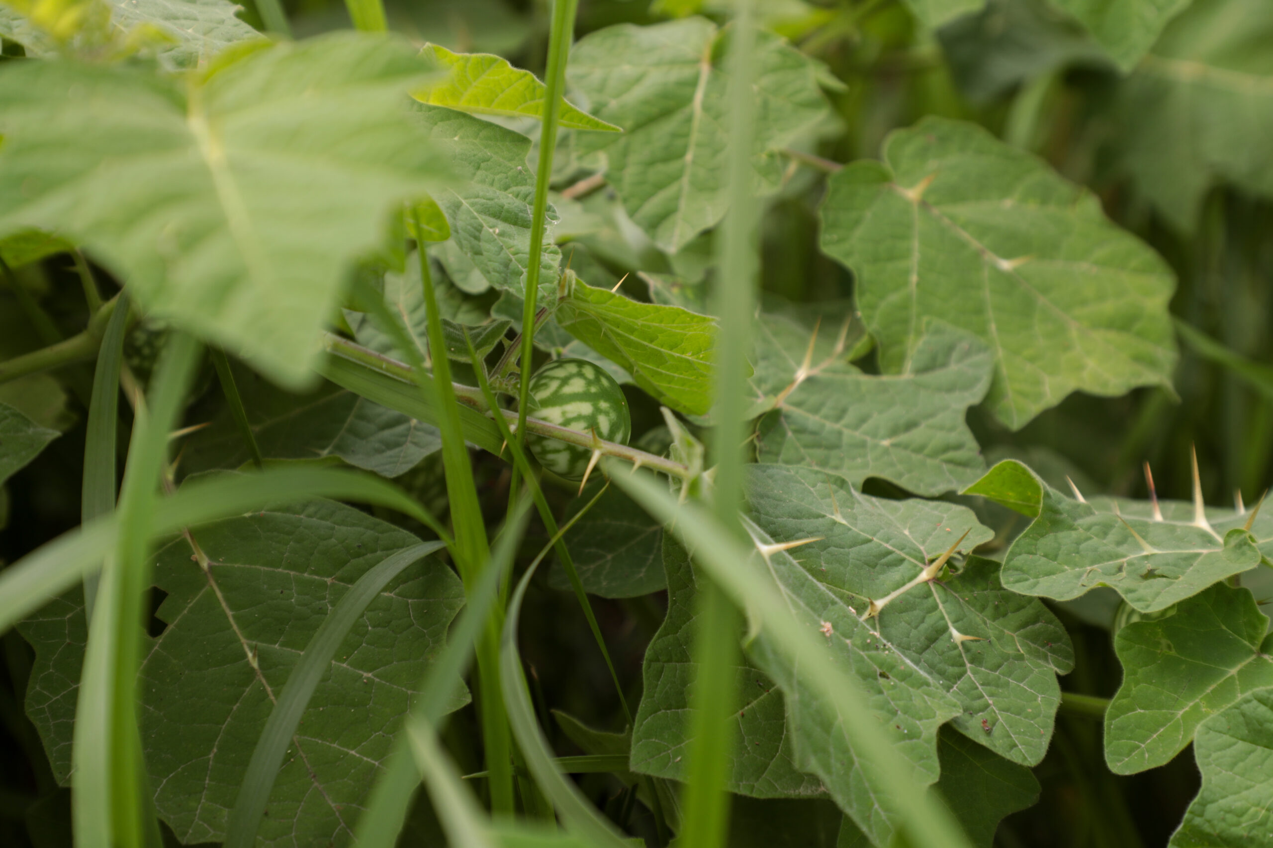 Tropical-Soda-Apple-06