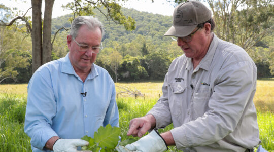 ‘Nightmare’ weed invades Moreton Bay properties