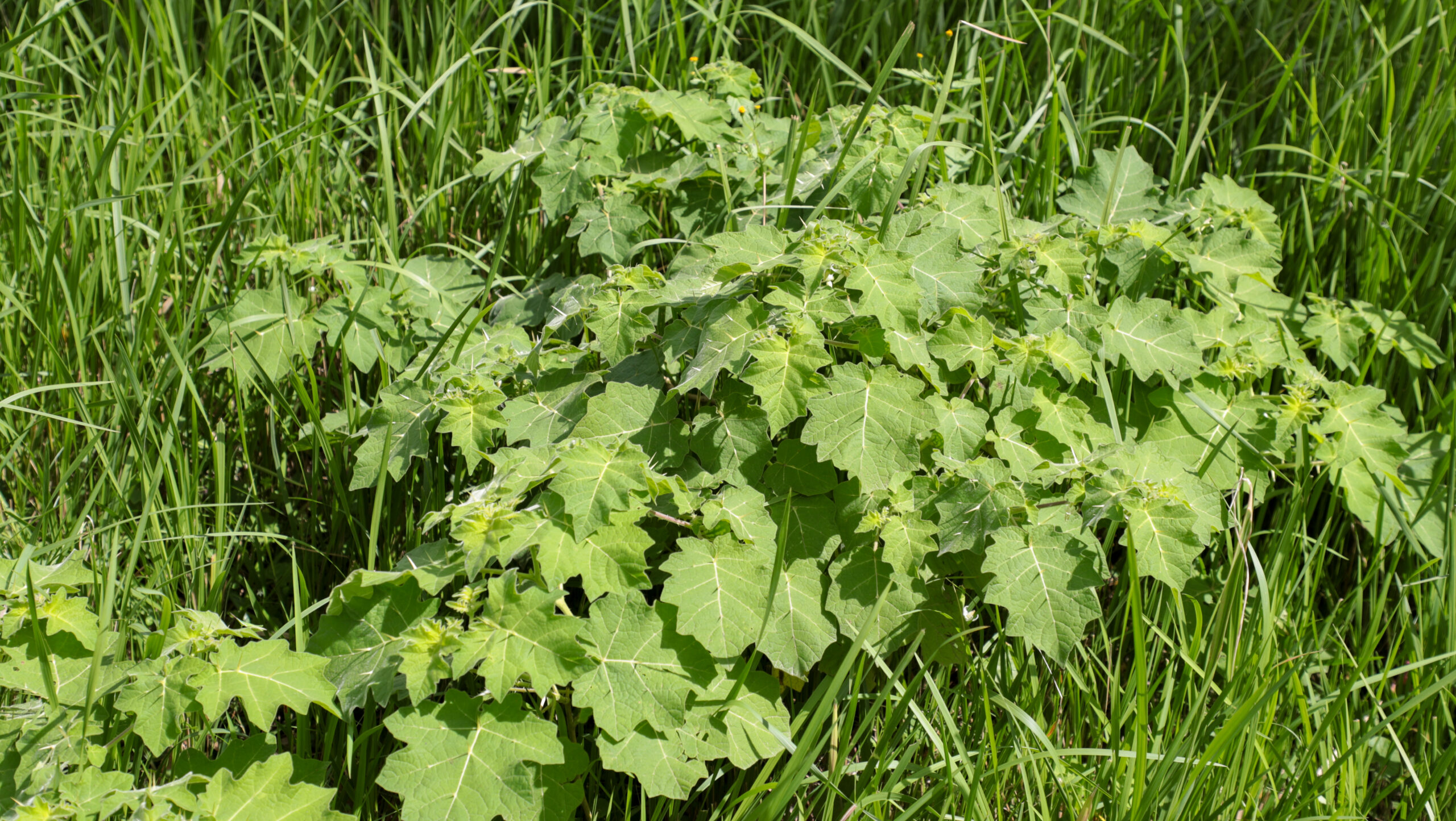 Tropical-Soda-Apple-12