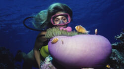 Diver Over Coral Reef With Anemone