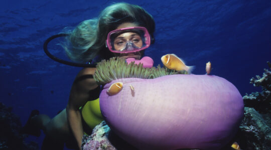 Diver Over Coral Reef With Anemone