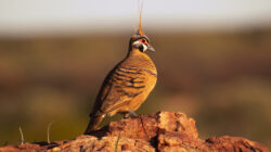 Spinifex Pigeon