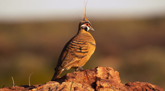Spinifex Pigeon